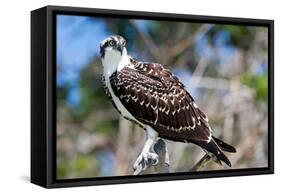 Osprey, Yucatan, Mexico-Howard Ruby-Framed Stretched Canvas