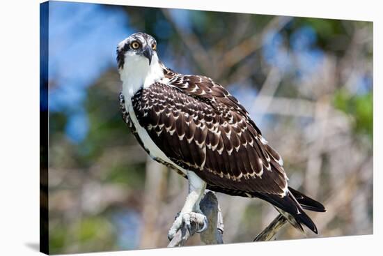 Osprey, Yucatan, Mexico-Howard Ruby-Stretched Canvas