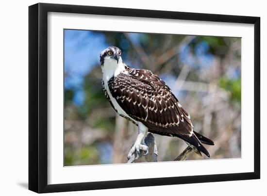 Osprey, Yucatan, Mexico-Howard Ruby-Framed Premium Photographic Print