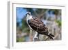 Osprey, Yucatan, Mexico-Howard Ruby-Framed Premium Photographic Print