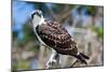 Osprey, Yucatan, Mexico-Howard Ruby-Mounted Premium Photographic Print