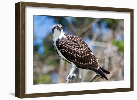 Osprey, Yucatan, Mexico-Howard Ruby-Framed Photographic Print
