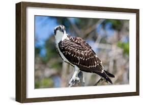 Osprey, Yucatan, Mexico-Howard Ruby-Framed Photographic Print