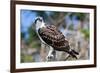 Osprey, Yucatan, Mexico-Howard Ruby-Framed Photographic Print