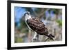 Osprey, Yucatan, Mexico-Howard Ruby-Framed Photographic Print