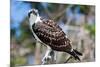 Osprey, Yucatan, Mexico-Howard Ruby-Mounted Photographic Print