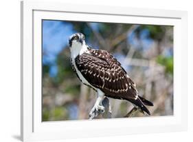 Osprey, Yucatan, Mexico-Howard Ruby-Framed Photographic Print