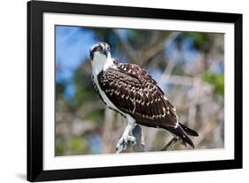 Osprey, Yucatan, Mexico-Howard Ruby-Framed Photographic Print