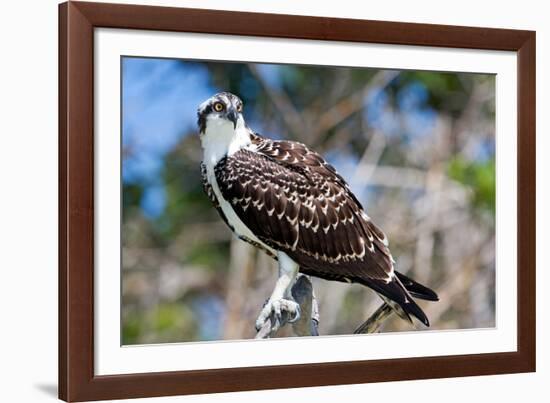 Osprey, Yucatan, Mexico-Howard Ruby-Framed Photographic Print