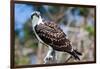 Osprey, Yucatan, Mexico-Howard Ruby-Framed Photographic Print