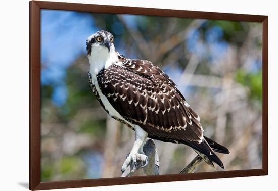 Osprey, Yucatan, Mexico-Howard Ruby-Framed Photographic Print