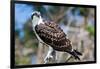 Osprey, Yucatan, Mexico-Howard Ruby-Framed Photographic Print