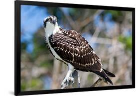 Osprey, Yucatan, Mexico-Howard Ruby-Framed Photographic Print