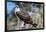 Osprey, Yucatan, Mexico-Howard Ruby-Framed Photographic Print