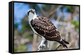 Osprey, Yucatan, Mexico-Howard Ruby-Framed Stretched Canvas