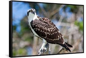 Osprey, Yucatan, Mexico-Howard Ruby-Framed Stretched Canvas