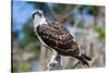 Osprey, Yucatan, Mexico-Howard Ruby-Stretched Canvas