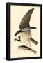 Osprey-null-Framed Poster