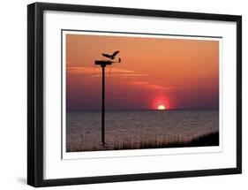 Osprey-Matthew Lusk-Framed Giclee Print