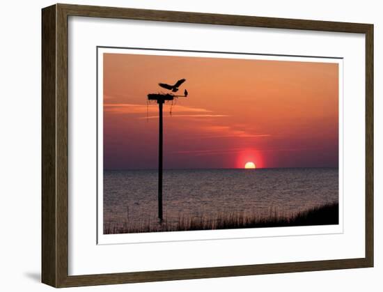 Osprey-Matthew Lusk-Framed Giclee Print