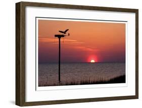 Osprey-Matthew Lusk-Framed Giclee Print