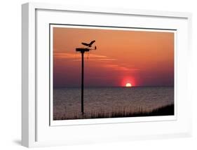 Osprey-Matthew Lusk-Framed Giclee Print