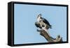 Osprey-Gary Carter-Framed Stretched Canvas