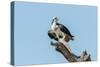 Osprey-Gary Carter-Stretched Canvas