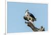 Osprey-Gary Carter-Framed Premium Photographic Print