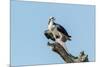 Osprey-Gary Carter-Mounted Premium Photographic Print