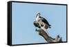 Osprey-Gary Carter-Framed Stretched Canvas