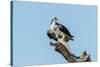 Osprey-Gary Carter-Stretched Canvas