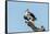 Osprey-Gary Carter-Framed Stretched Canvas