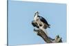 Osprey-Gary Carter-Stretched Canvas