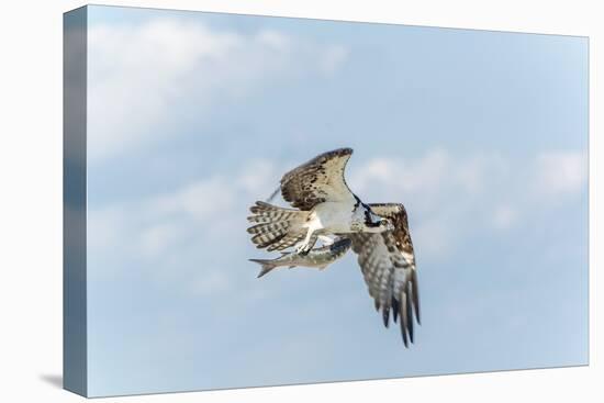 Osprey-Gary Carter-Stretched Canvas