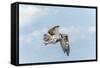 Osprey-Gary Carter-Framed Stretched Canvas