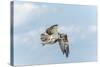 Osprey-Gary Carter-Stretched Canvas