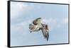 Osprey-Gary Carter-Framed Stretched Canvas