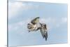 Osprey-Gary Carter-Stretched Canvas