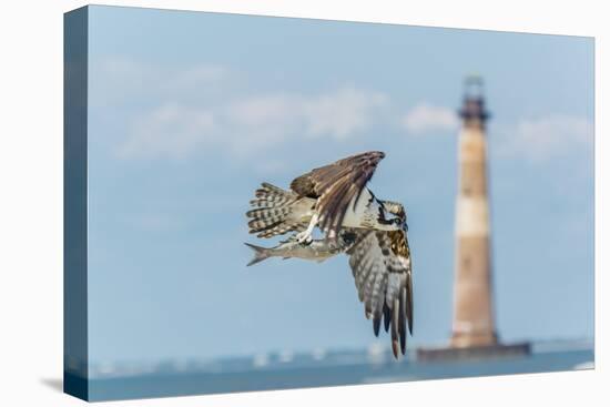 Osprey-Gary Carter-Stretched Canvas