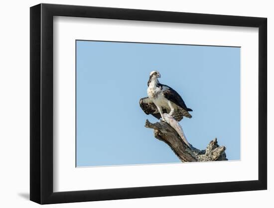 Osprey-Gary Carter-Framed Premium Photographic Print