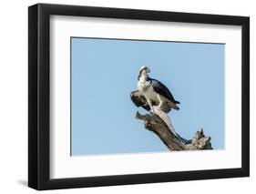 Osprey-Gary Carter-Framed Premium Photographic Print