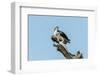 Osprey-Gary Carter-Framed Premium Photographic Print