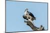 Osprey-Gary Carter-Mounted Premium Photographic Print