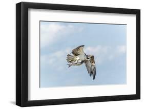 Osprey-Gary Carter-Framed Premium Photographic Print