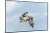 Osprey-Gary Carter-Mounted Premium Photographic Print