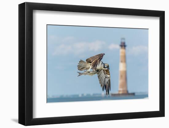 Osprey-Gary Carter-Framed Premium Photographic Print