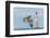 Osprey-Gary Carter-Framed Premium Photographic Print