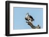 Osprey-Gary Carter-Framed Photographic Print