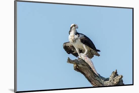 Osprey-Gary Carter-Mounted Photographic Print